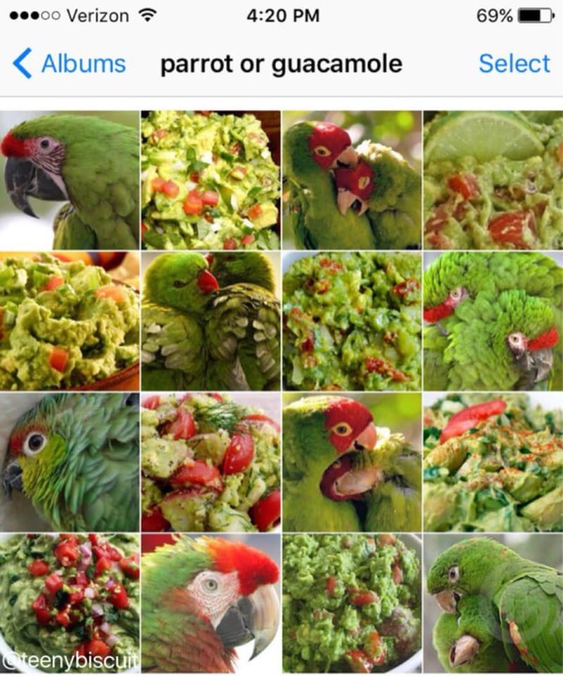 Papoušek nebo guacamole?