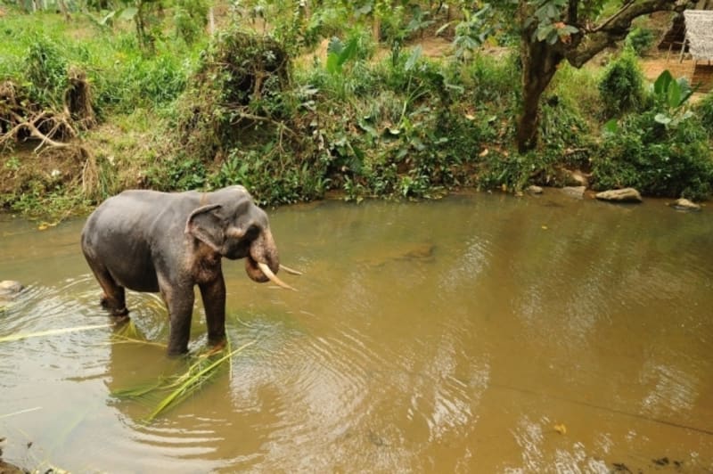 Sloní sirotčinec Pinnawala - koupání na dlouhém řetěze
