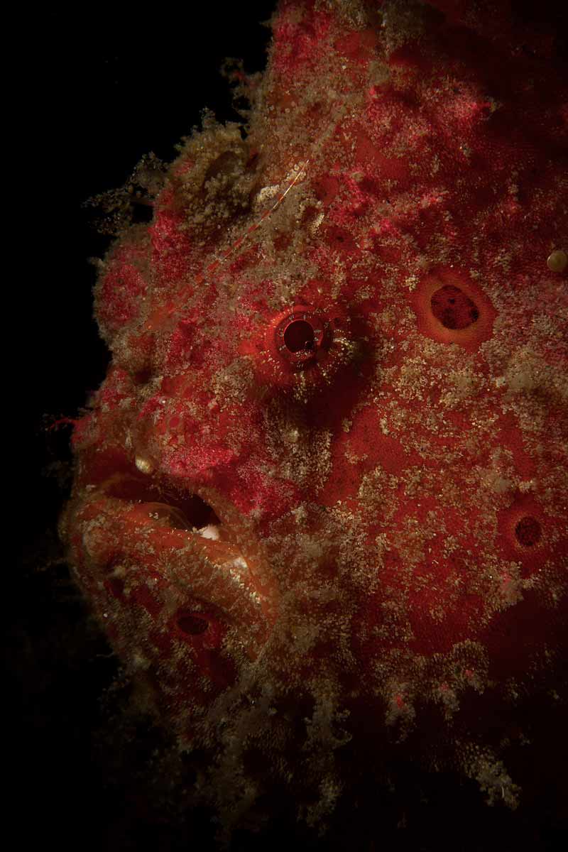 Nejpodivnější tvorové z hlubin oceánů - Obrázek 3
