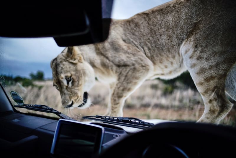 GALERIE: Kevin Richardson nafotil nádhernou sérii snímků se lvy - Obrázek 6