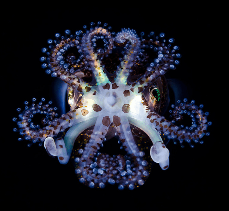 Krásná a smrtící chapadla chobotnic - Obrázek 1