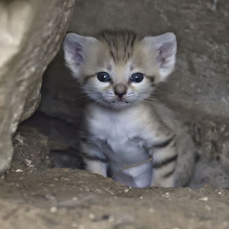 Mláďata kočky pouštní jsou nádherná! - Obrázek 3