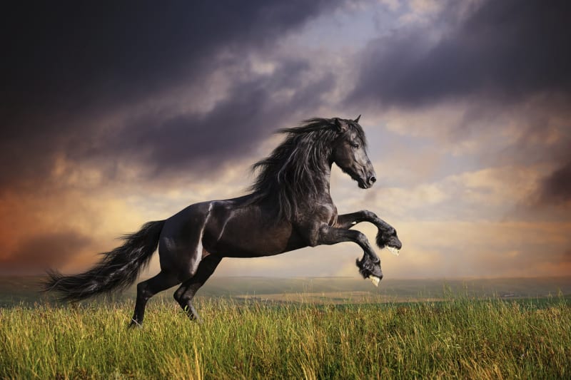 Elegance koňského pohybu - Obrázek 4
