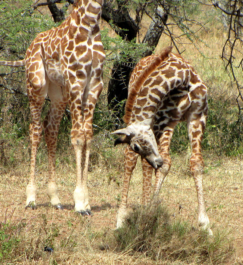 Dvojice žiraf masajských