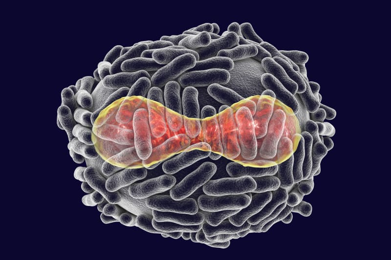 Ilustrace viru neštovic