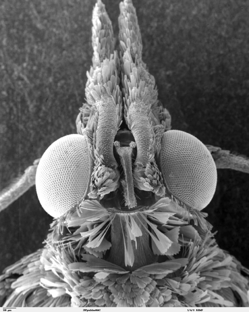 Nejpodivnější hlavy hmyzu zblízka - Obrázek 18