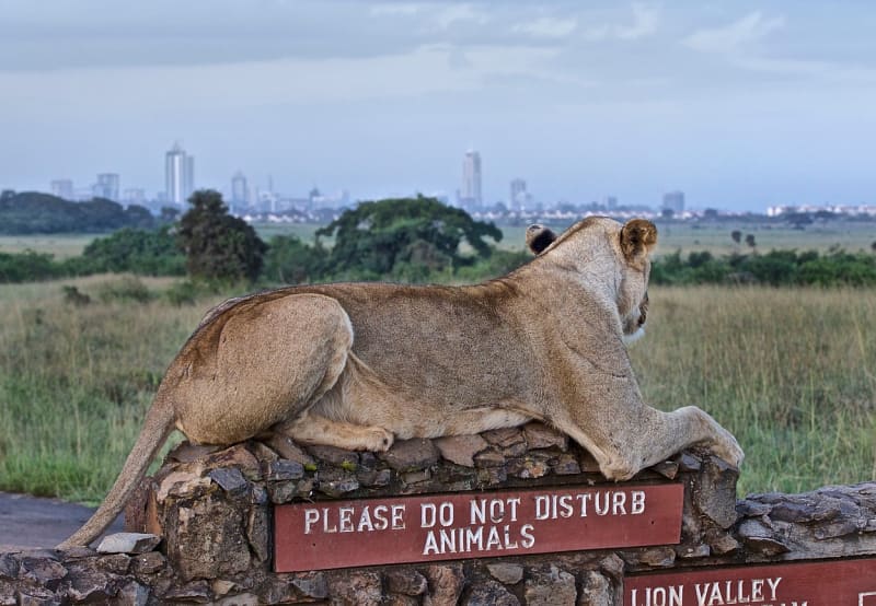 Národní park Nairobi - Obrázek 4