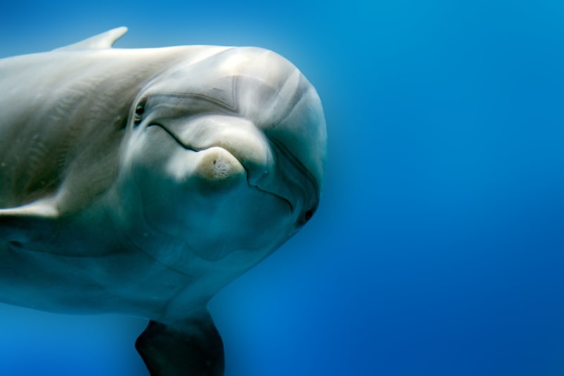 Delfíni jsou jedni z nejinteligentnějších savců světa
