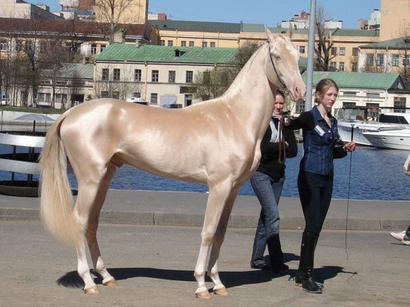 Nejpodivněji a nejkrásněji zbarvení koně - Obrázek 2