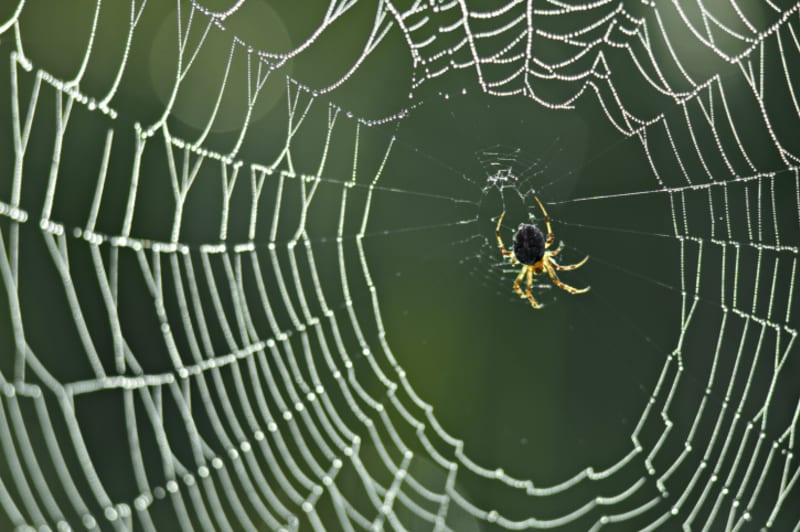 Křehká krása pavučin i jejich obyvatel - Obrázek 10