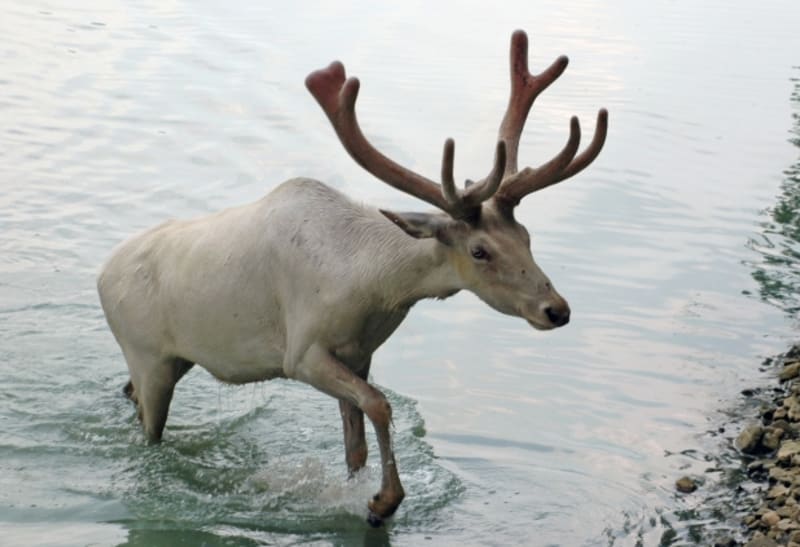Říká se mu také sob arktický, v Severní Americe pak karibu, nesprávně jelen karibu.