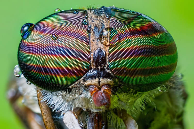 Nejúžasnější fotky hmyzích hlav - Obrázek 1