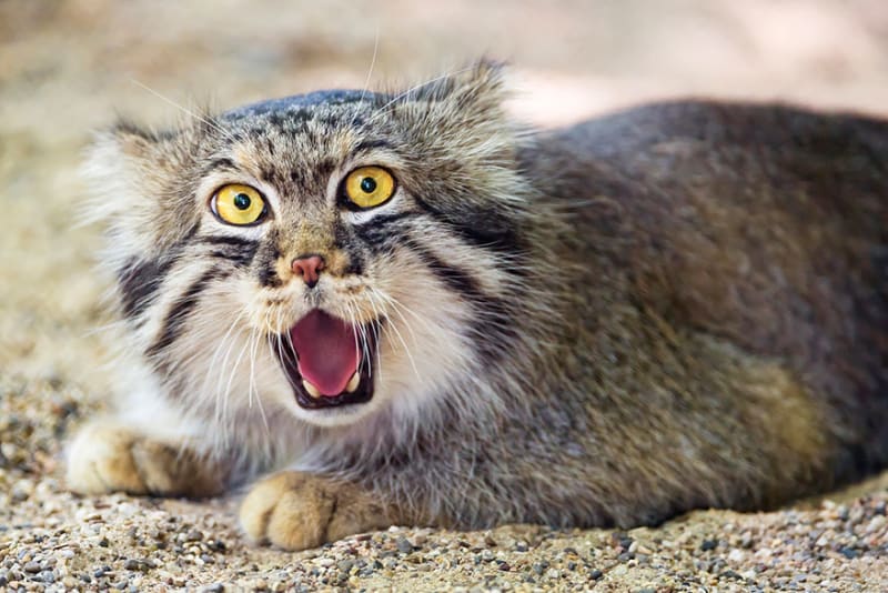 Manulové: krásné a zcela ohrožené divoké kočky - Obrázek 2