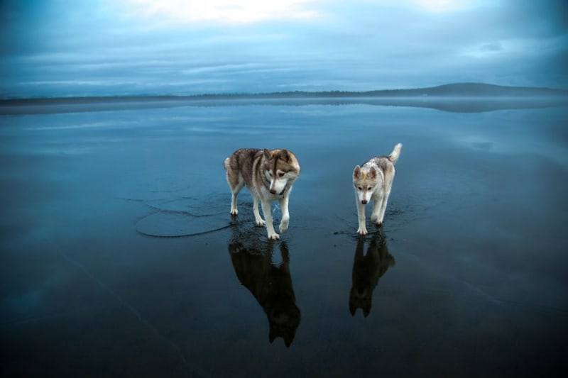Huskyové na zamrzlém sibiřském jezeře vypadají, jako by chodili po vodě! - Obrázek 10