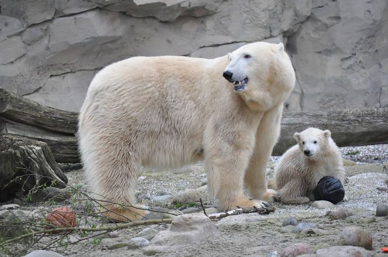 Malý lední medvídek s mámou - Obrázek 4