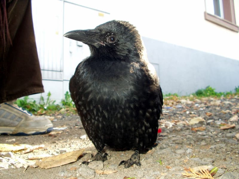 Peří má černé s modrým leskem, černého zbarvení jsou také končetiny a silný, u kořene opeřený a na konci mírně zakřivený zobák