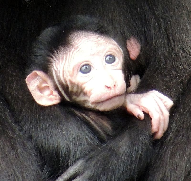 Mládě makaka chocholatého - Obrázek 5