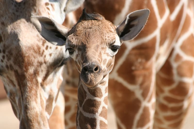 Čerstvě narozené žirafí mládě padá na svět z dvoumetrové výšky