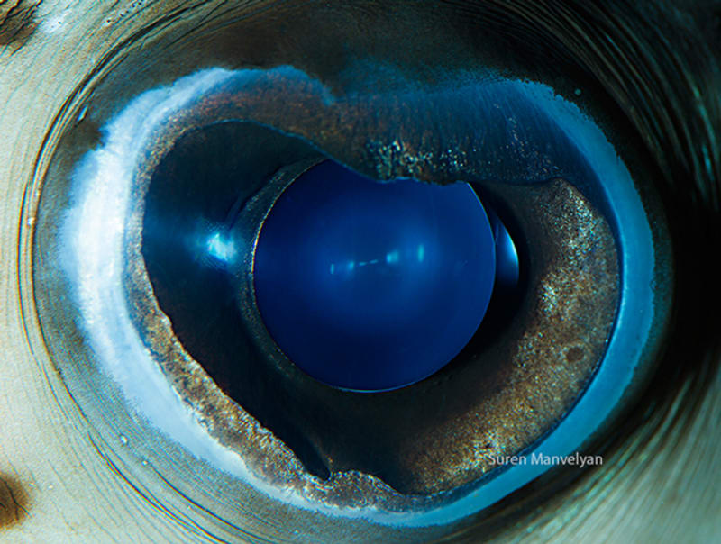 Oko ježdíka