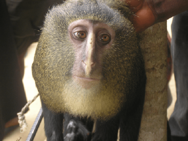 Tuto melancholicky vypadající opici objevili biologové v Kongu. Místní ji ale normálně jedí...
