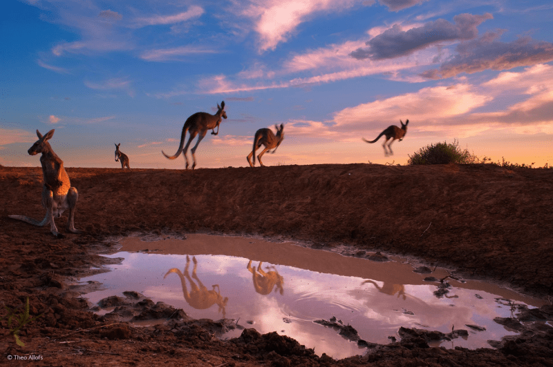 Red Kangaroos At Waterhole, Theo Allofs