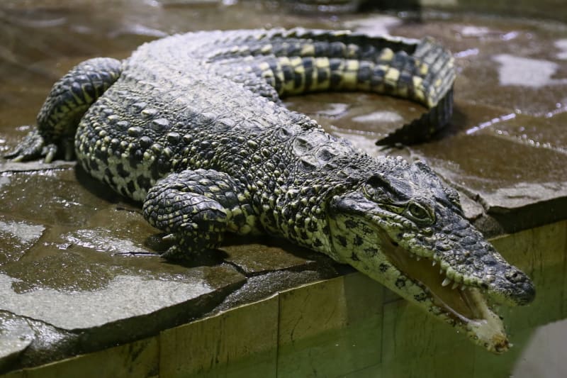 Křtiny krokodýlů  - Obrázek 12