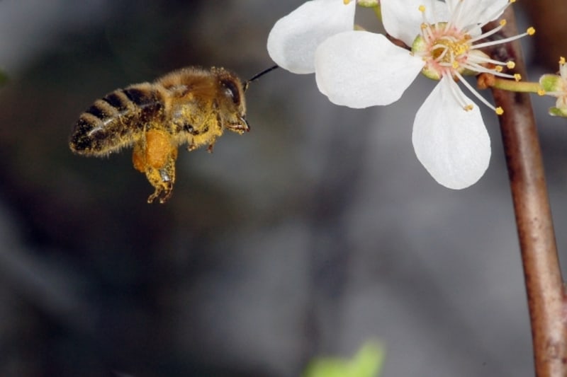 Seznam kvetoucích rostlin navštěvovaných včelami čítá na 170 000 druhů
