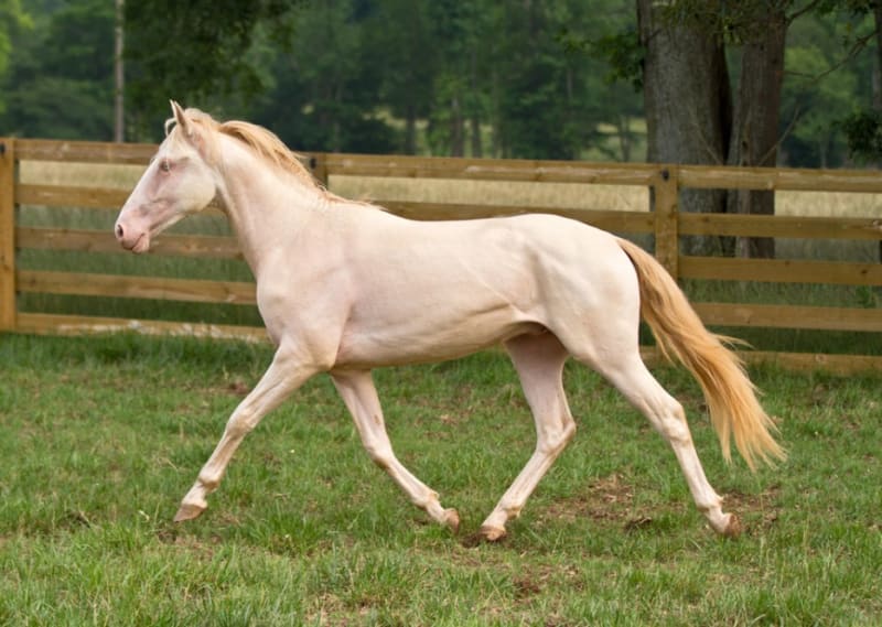 Nejpodivněji a nejkrásněji zbarvení koně - Obrázek 14