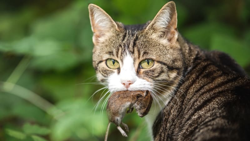 Lovci z řad domácích koček dokáží v přírodě napáchat značné škody
