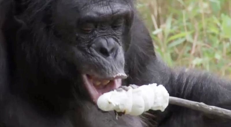 Opice jako lidé, bonobo
