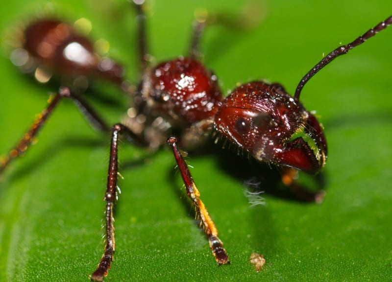 Mravenec Paraponera clavata