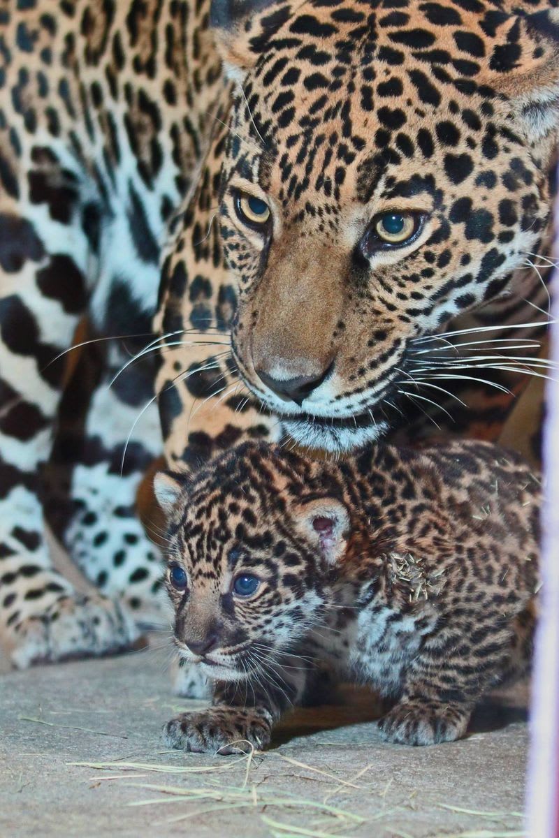 Mládě jaguára ze San Diega Zoo - Obrázek 4