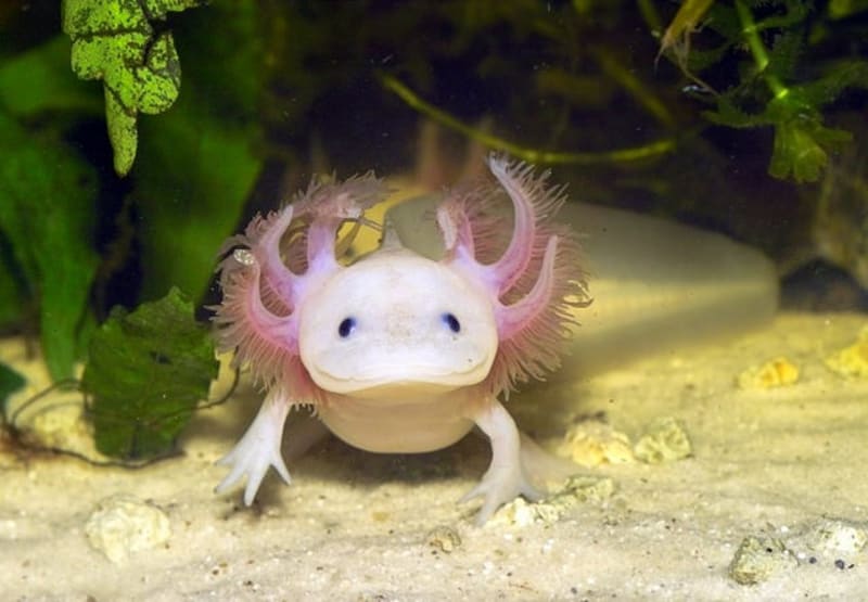 Axolotl mexický – v přírodě je již nyní prakticky vyhuben, mnohem více exemplářů žije v zoologických zahradách...