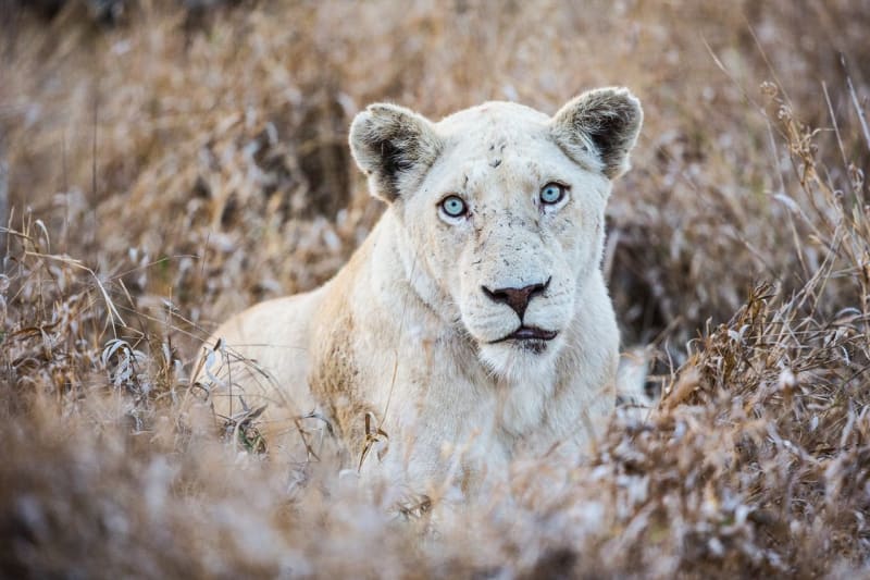 Bílí lvi z Timbavati - Obrázek 4