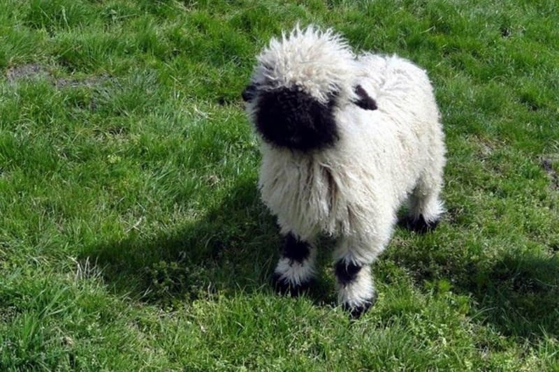 Walliserská černonosá ovce - Obrázek 3
