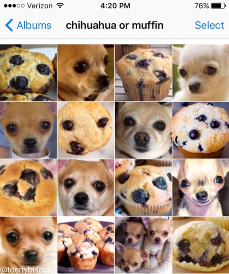 Čivava nebo muffin?