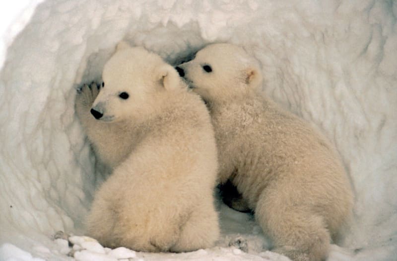 Lední medvědi - mláďata v noře