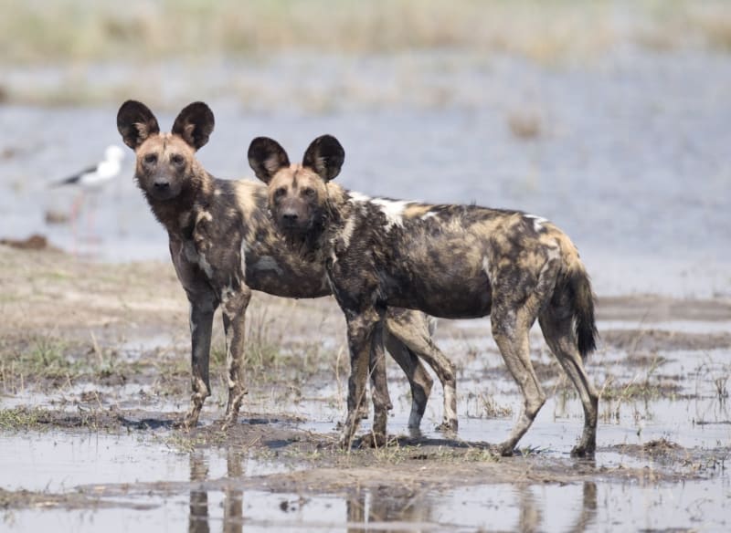 V současné době je pes hyenovitý v celé Africe přísně chráněn, jako druh ohrožený vyhubením