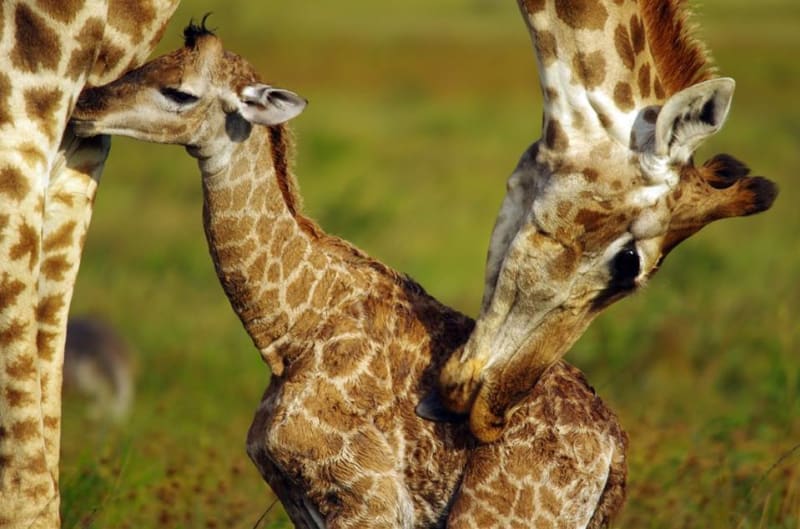 GALERIE: Porod žirafy v přímém přenosu! - Obrázek 18