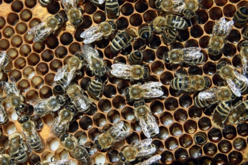 Jednotliví členové včelstva jsou na sobě závislí tak, že jeden bez ostatních nedovede plnit svou fu