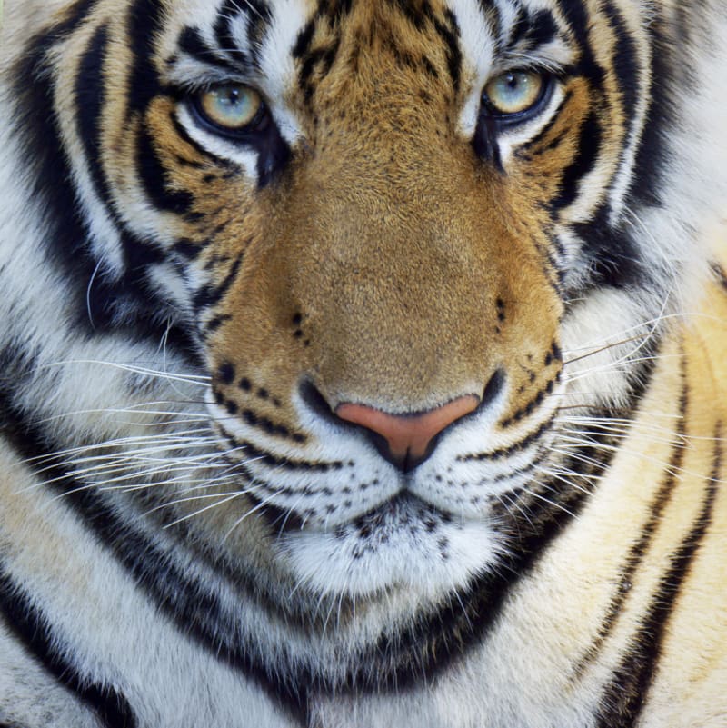 Tygří pohledy - Obrázek 10