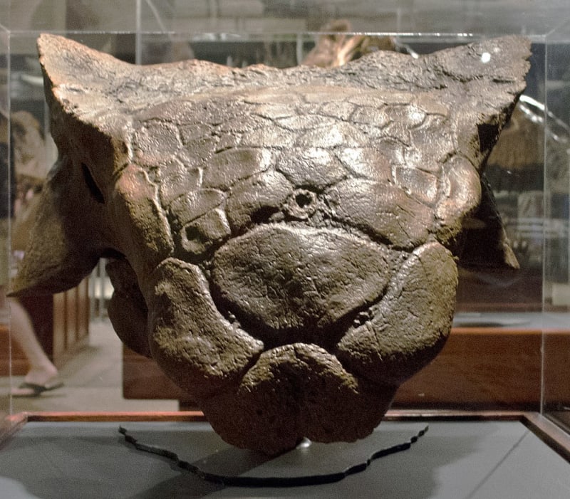 Hlava ankylosaura