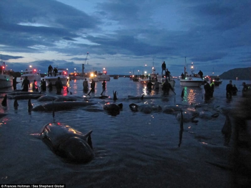 Na Faerských ostrovech letos místní vyvraždili 250 kulohlavců - Obrázek 12