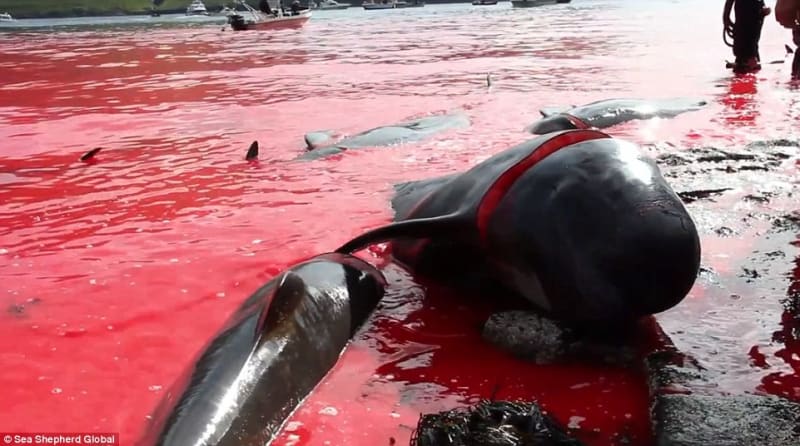 Na Faerských ostrovech letos místní vyvraždili 250 kulohlavců - Obrázek 10