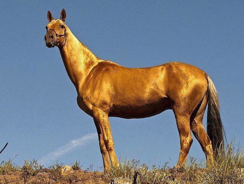 Achaltekinský kůň - Obrázek 6