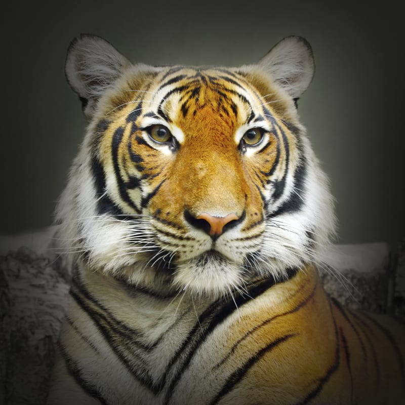 Tygří pohledy - Obrázek 3