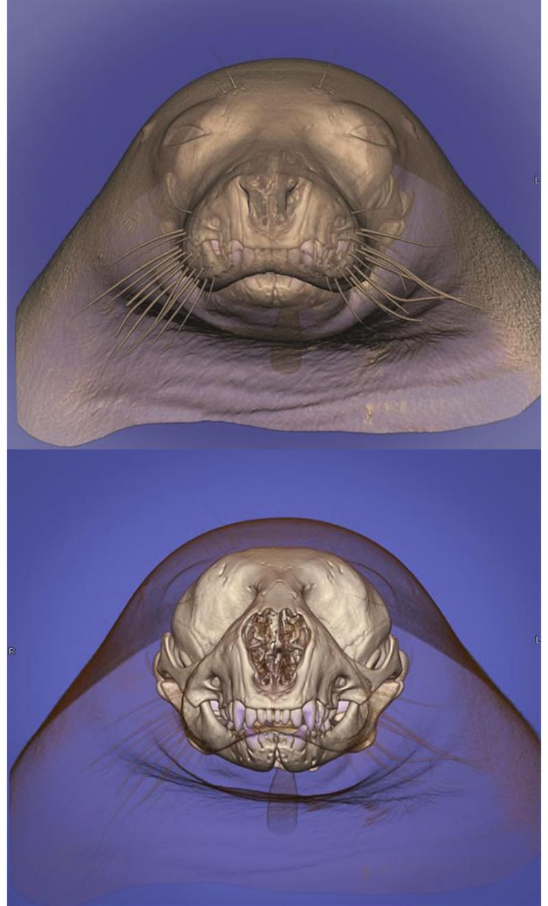 Díky dokonalé CT hlavy tuleně mohl vzniknout 3D model sloužící pro lepší poznání i zvěrolékaře