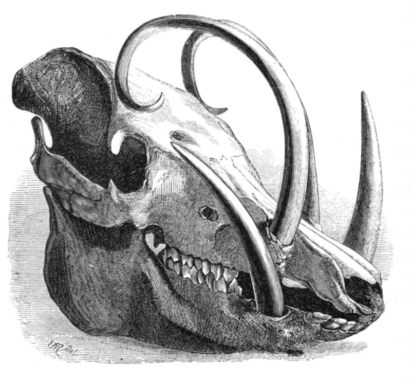 Lebka babirusy