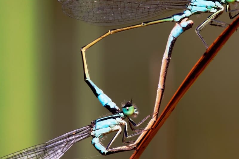 Vážky (na fotce šidélko větší) se páří na listech v pozici připomínající kolo