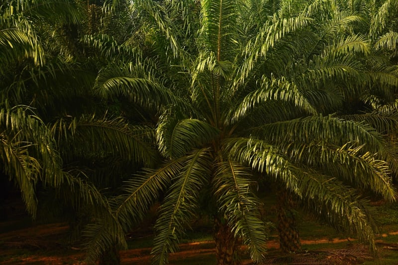 Olejnice guinejská - matka palmového oleje - Obrázek 1